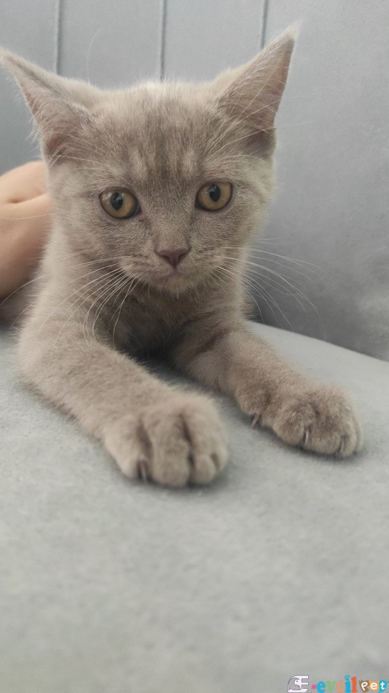 Sevimli oyuncu patili dostumuz