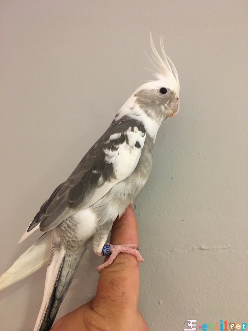 2025 37 GÜNLÜK ERKEK HİÇ SUSMUYOR FULL EVCİL WF YAVRU SULTAN PAPAGANI ANTALYA