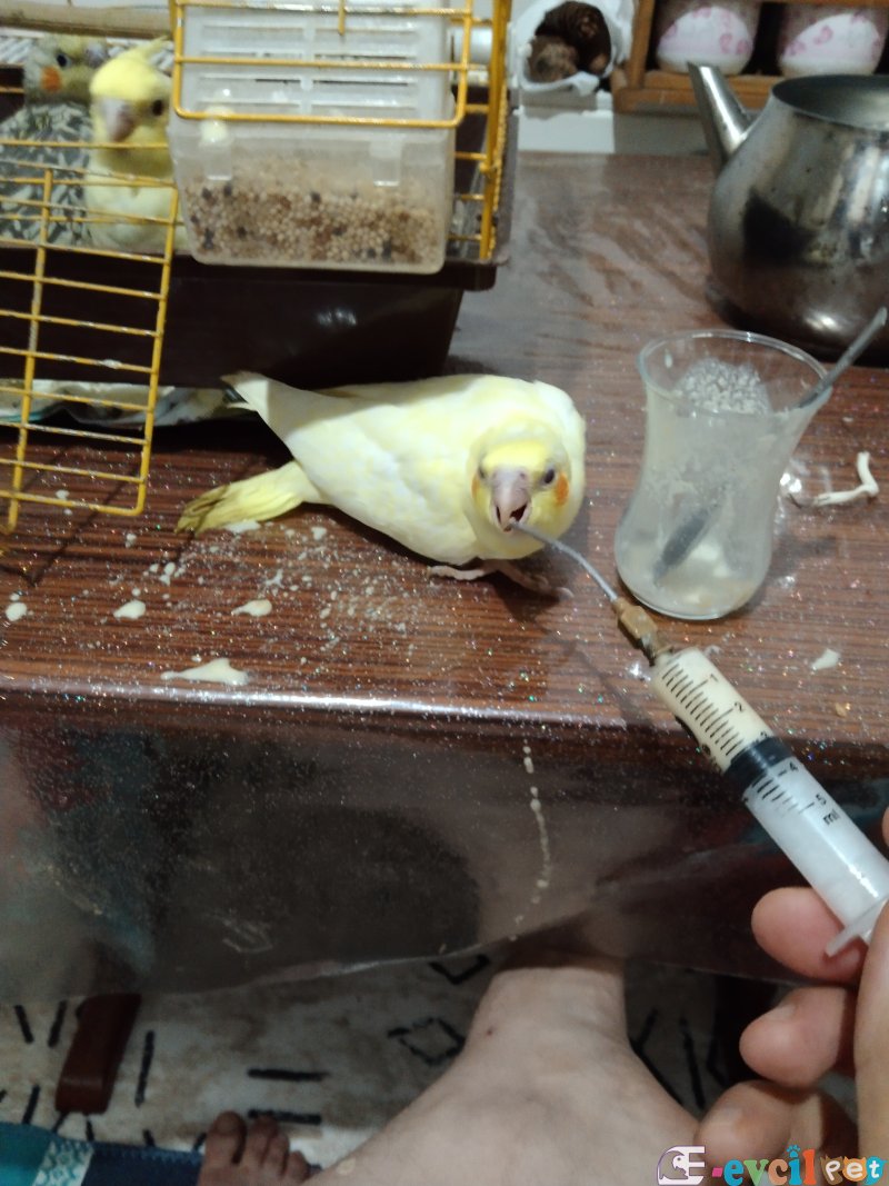 Her tür Sultan papağanı vardır