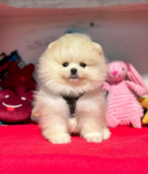 Safkan pomeranian boo yavrularımız - ATAŞEHİR / İSTANBUL