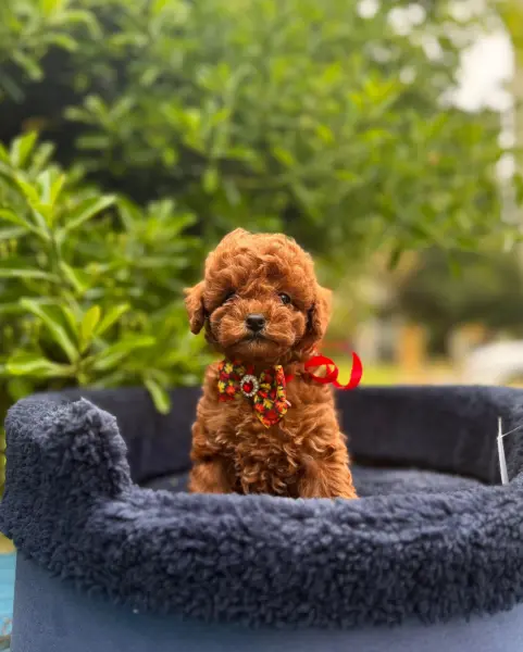 Safkan toy poodle yavrularımız - ATAŞEHİR / İSTANBUL