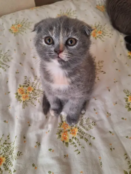 British Shorthair & Scottish Fold Yavruları – Özel Renkler / Ev O