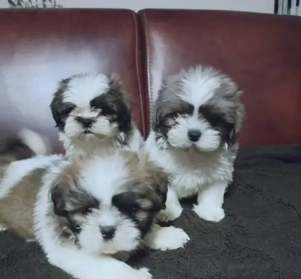 Erkek ve Dişi Shih-Tzu Yavruları Mevcut - SİNCAN / ANKARA