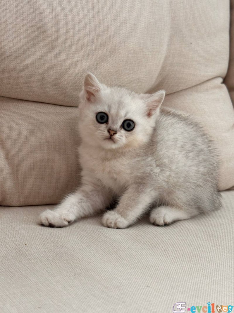 British Shorthair Erkek