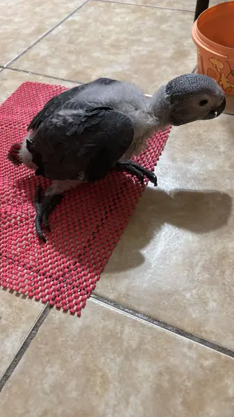 Bebek jako