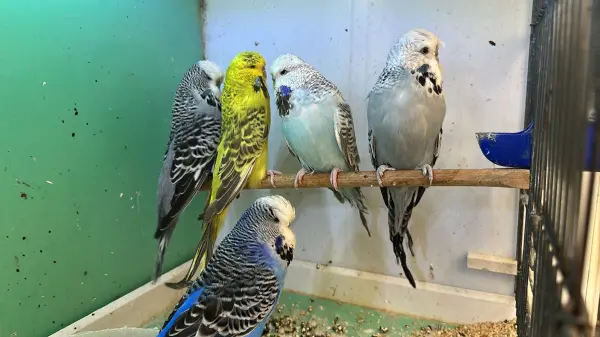 Jumbo muhabbet takımlar