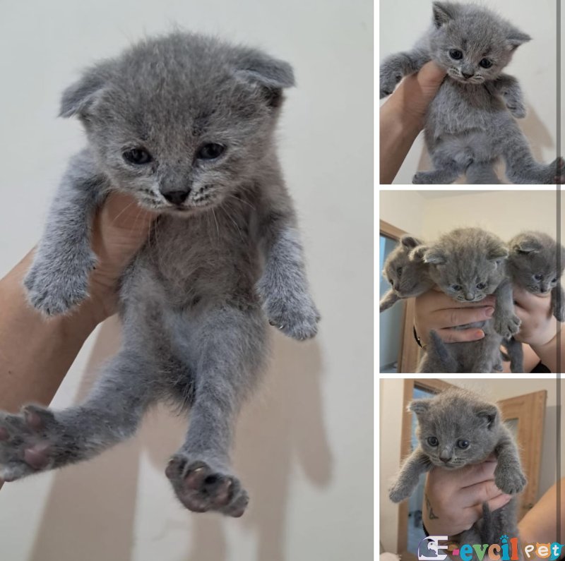 Scottish Fold Yavruları
