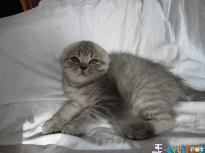 KEDİLERİMİ SAHİPLENDİRİYORUM