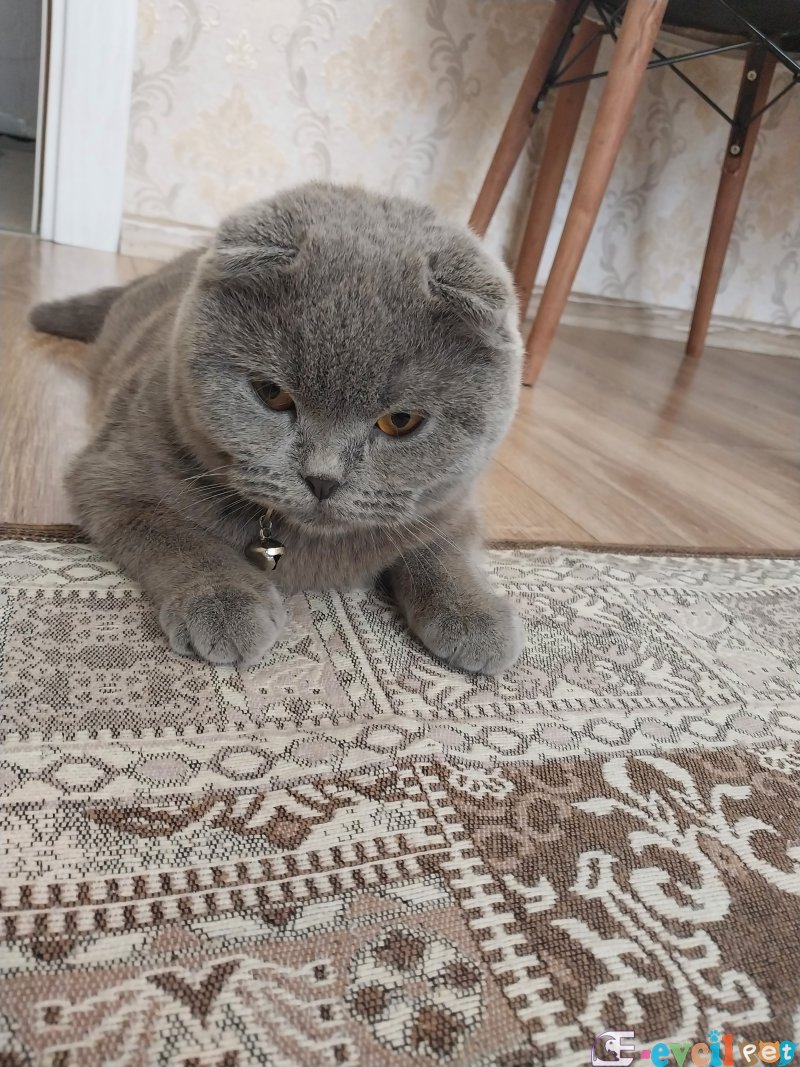 Dişi scottish fold kedi