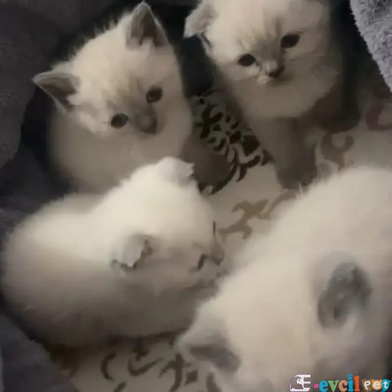 Yeni yavru kedi yuvamız