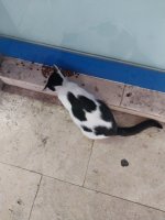 Kedi̇ Sahi̇plendi̇ri̇yorum - Ücretsiz Yuva Arıyorum