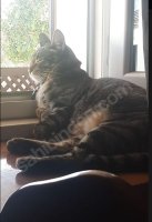 4 Yaşında Tekir Aşılı Kısır Bakımlı Kedi - Ücretsiz Yuva Arıyorum