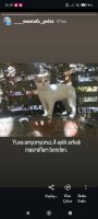 Merhaba Yavrumuza Acil Yuva Arıyoruz - Ücretsiz Yuva Arıyorum