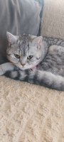 British Shorthair - Ücretsiz Yuva Arıyorum