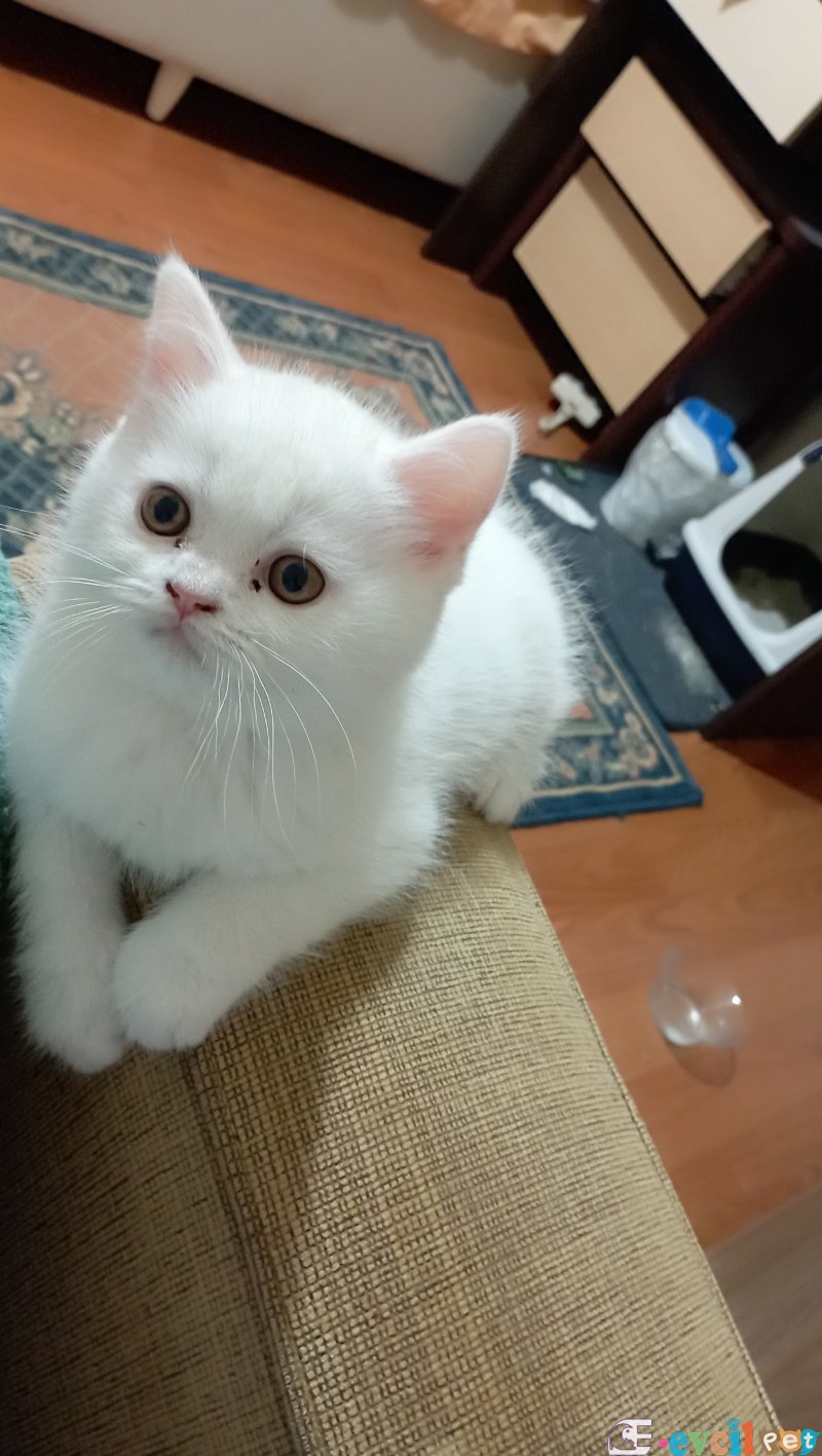 Safkan kar topu oğlumuz size can olsun mu