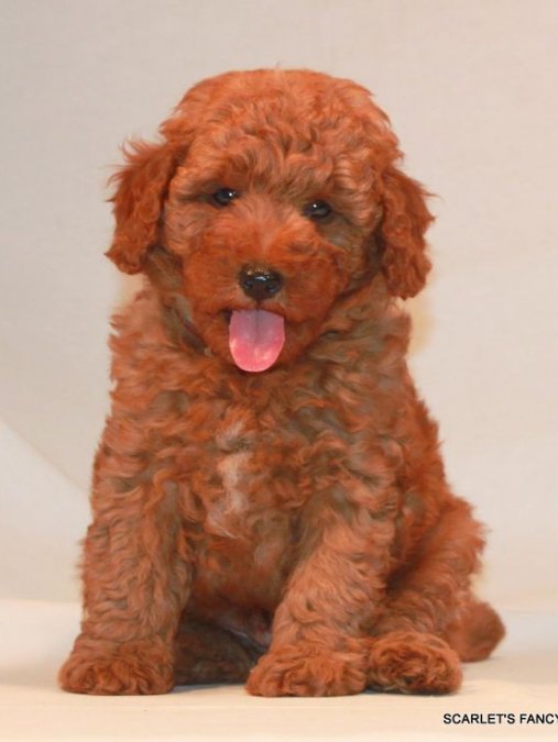 Mini boy puppy kıpkırmızı ev üretimi  TOOY POODLE