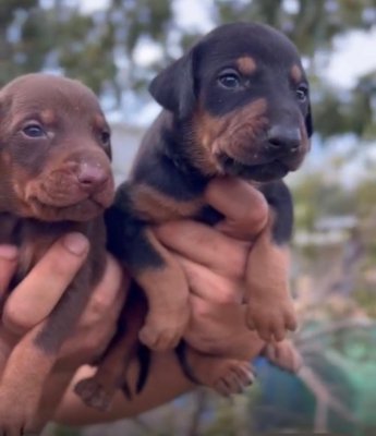 KİNG DOBERMAN YAVRULARI