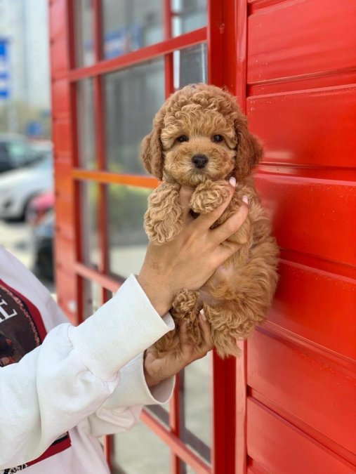 Safkan Toy Poodle Yavrularımız