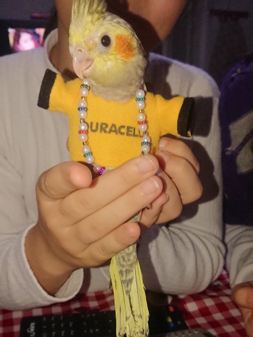 Sultan PAPAĞANI TAKİM YAVRU ERKEK DİȘİ