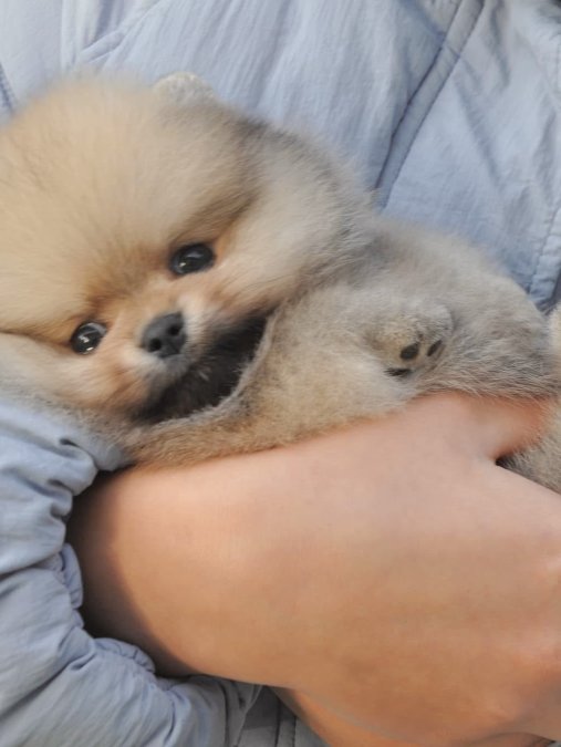 Bebek Suratlı Boo Pomeranian Yavrularımız Aile Ariyor