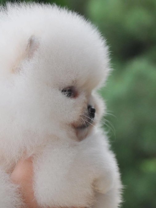 Bebek Suratlı Boo Pomeranian Yavrularımız Aile Ariyor