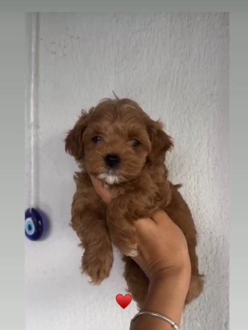 Mini boy puppy kıpkırmızı ev üretimi  TOOY POODLE