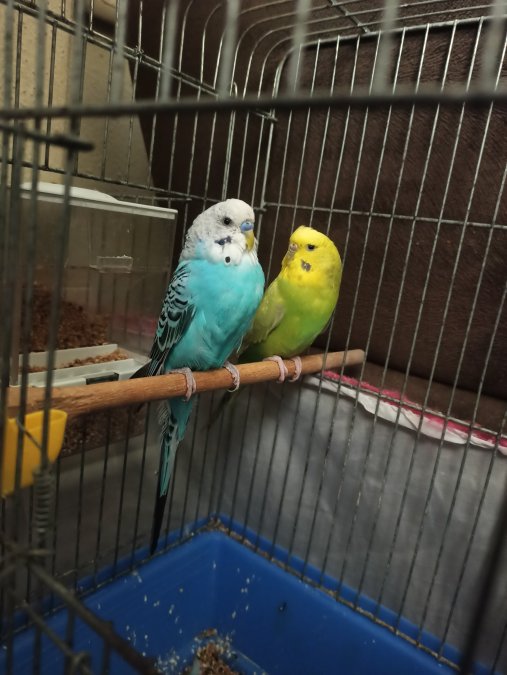 KIZGIN GENÇ ÇİFT MUHABBET KUŞU YAVRULAMAYA HAZIR