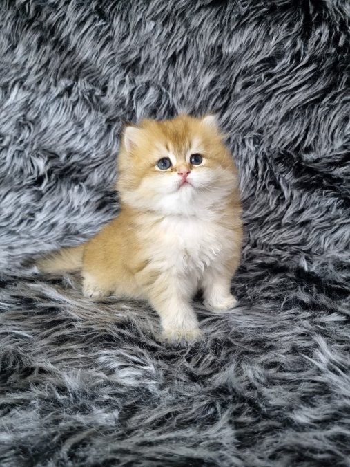 Safkan British Shorthair Yavrular | Ev Üretimi, Sağlıklı ve Organik