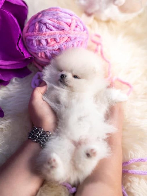 Pomeranian Boo Teddy Bear Ayi Surat Yavrularımız