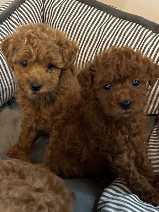 Mi̇ni̇k Güzeller Güzeli̇ Poodle Bebekleri̇m