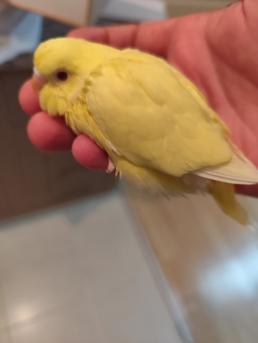 Albino Lutino yerli muhabbet kuşları konuşabilen alıştırılabilir