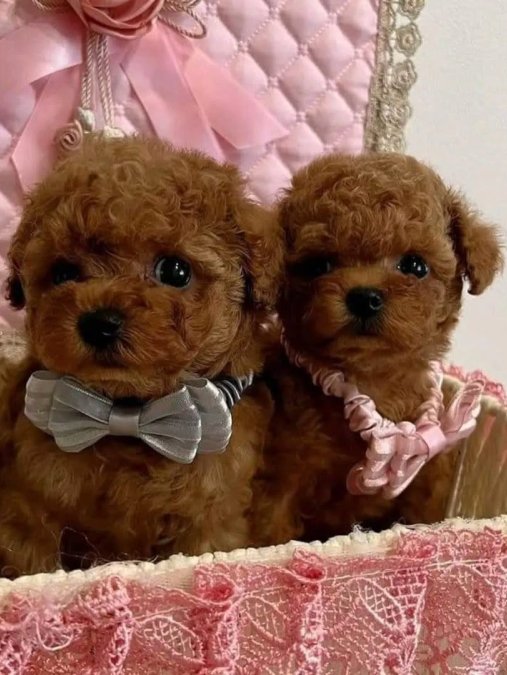 Mi̇ni̇k Güzeller Güzeli̇ Poodle Bebekleri̇m