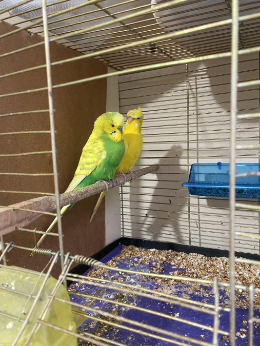 Çift Yumurtalı Yumurtasız Yavru Yetişkin