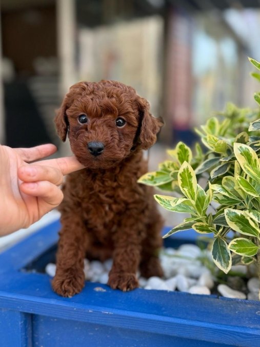 Mini boy puppy kıpkırmızı ev üretimi  TOOY POODLE