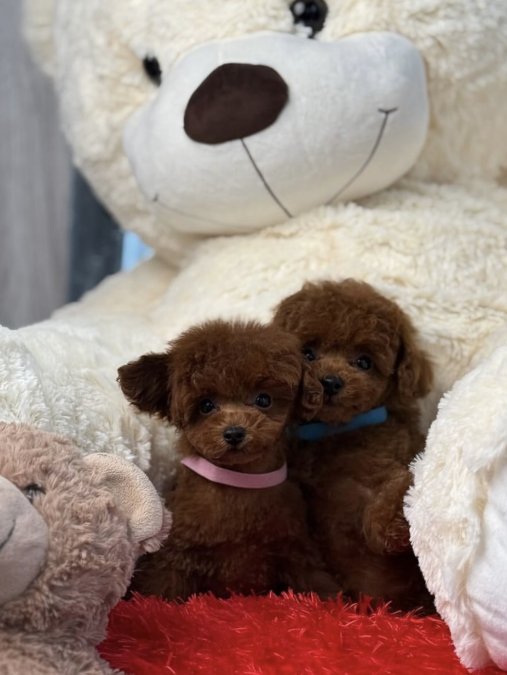Toy Poodle Red Brown En Mini Yavrularımız