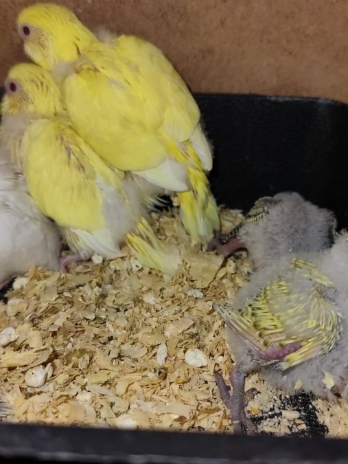 Albino Lutino yerli muhabbet kuşları konuşabilen alıştırılabilir