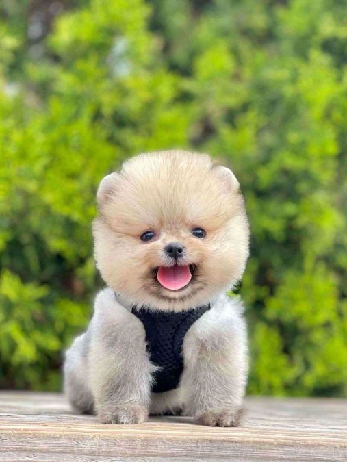 Safkan Pomeranian Boo Yavrularımız