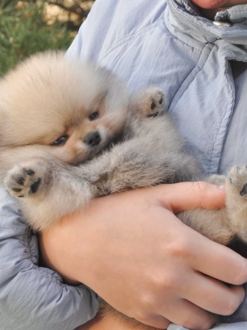 Bebek Suratlı Boo Pomeranian Yavrularımız Aile Ariyor