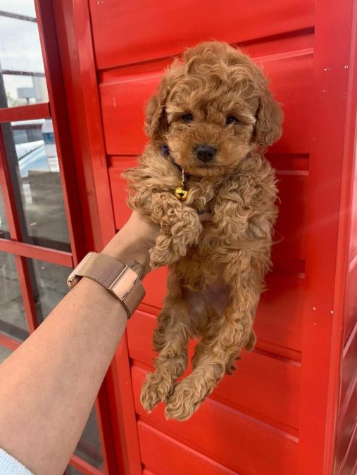 Safkan Toy Poodle Yavrularımız