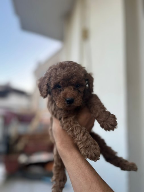 TOY POODLE ÇİKOLATALARIM