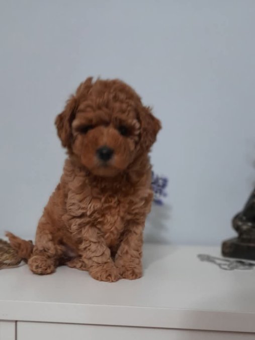 Mini boy puppy kıpkırmızı ev üretimi  TOOY POODLE