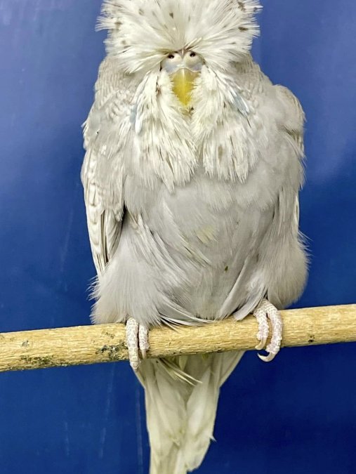 Show Jumbo Muhabbet Kuşları Anaç Ve Yavru Gençler