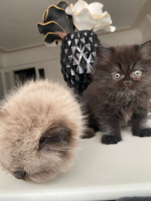 Evinizin yeni nesesi olacak