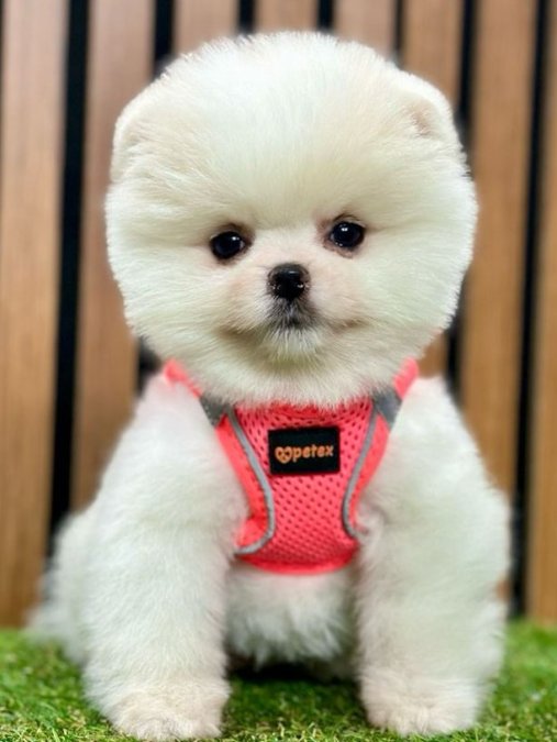 Sevimli Pomeranian Boo Yavrularımız