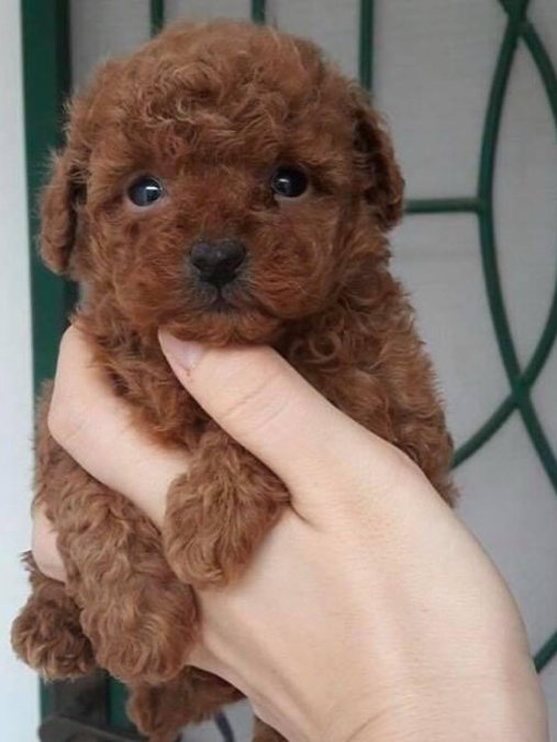 Safkan Toy Poodle Yavrularımız