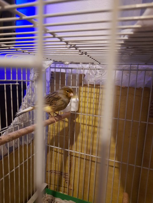 9 Aylik Şarkici Ötümü Güzel