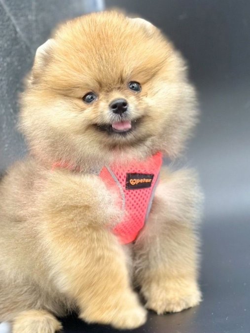 Safkan Pomeranian Boo Yavrularımız