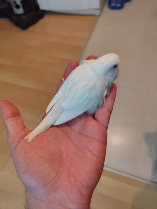 Albino Lutino yerli muhabbet kuşları konuşabilen alıştırılabilir