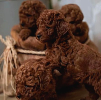 Ruhsatlı çiftliğimizden anne altı toy poodle yavrularimiz