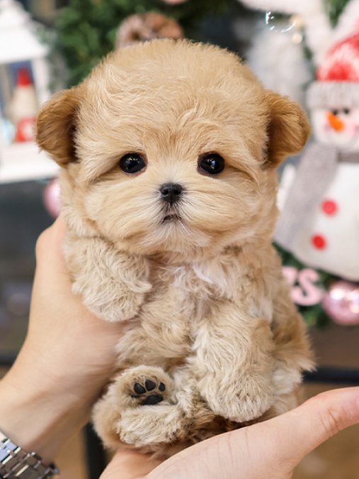 KOREAN TOY POODLE BEBEKLERIM